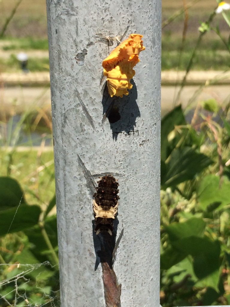 ジャコウアゲハの蛹と幼虫