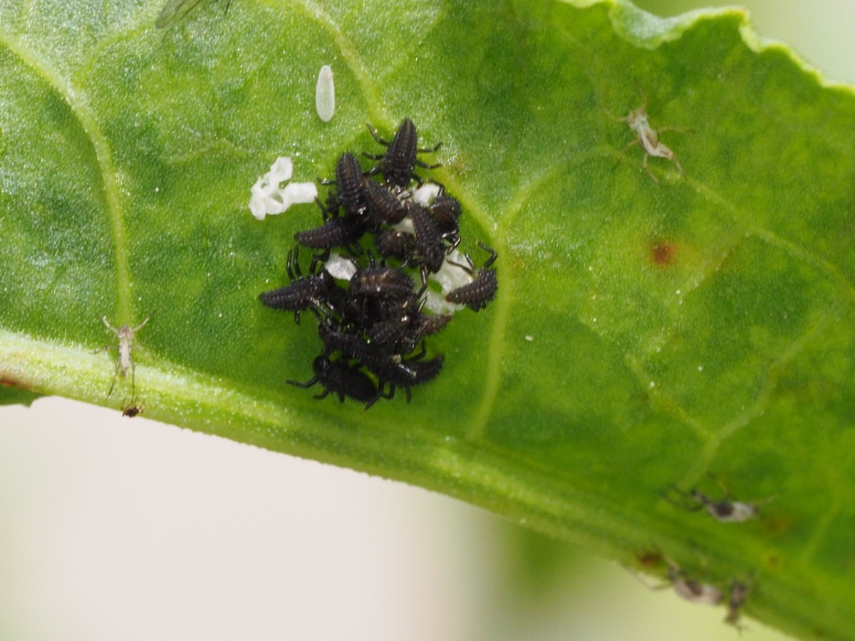 てんとう虫の卵 その3 孵化してた 天道虫 生き物って本当に神秘的