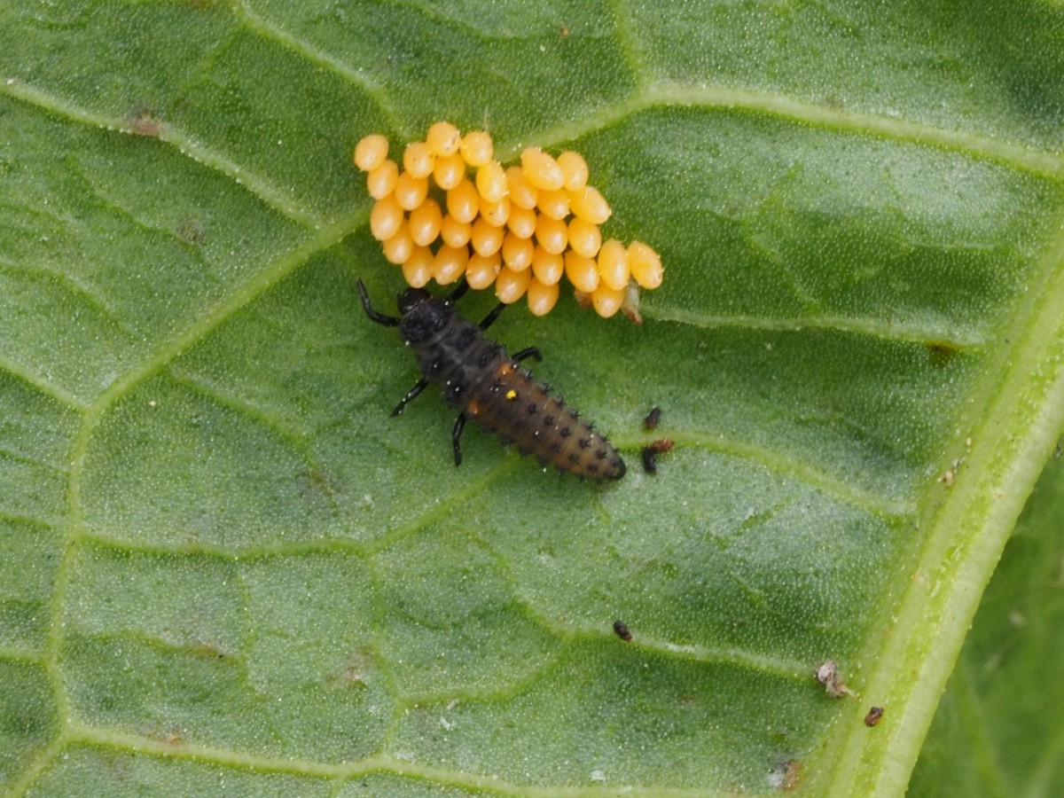 てんとう虫の卵 その3 孵化してた 天道虫 生き物って本当に神秘的