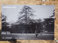 写真：大正4年の写真：興福寺東金堂と花の松